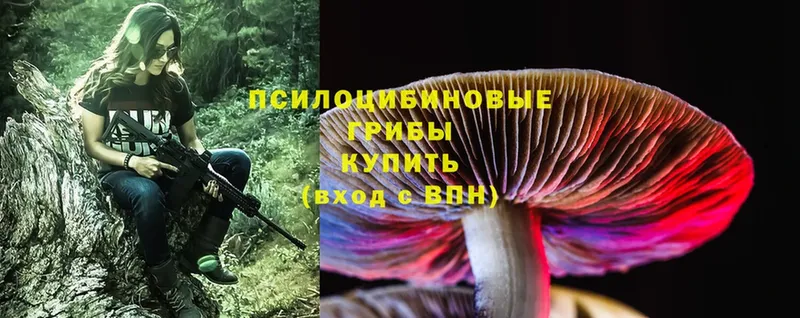 купить закладку  Елизово  Галлюциногенные грибы Cubensis 